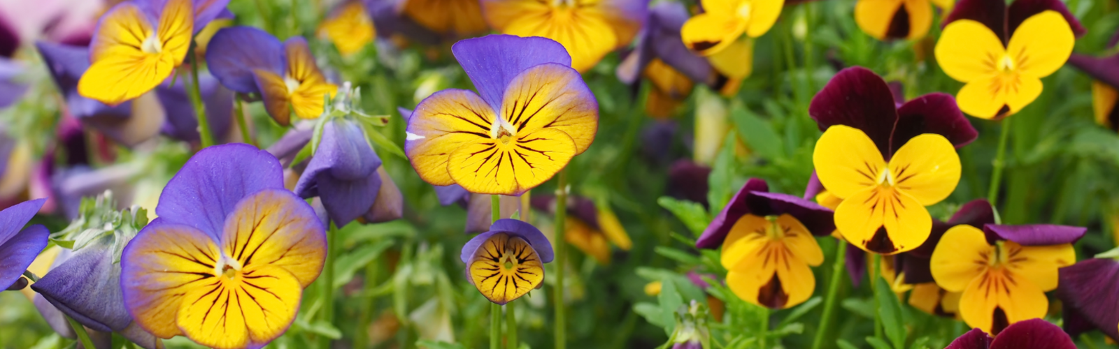 Bringen Sie Farbe in Ihren Herbstgarten