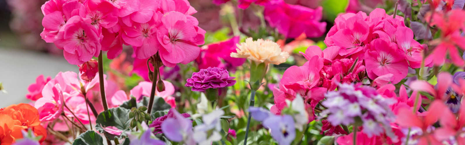 Gartenpflanzen