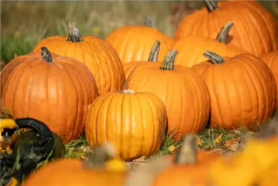 Der Herbst ist die beste Zeit für leckere und hübsche Kürbisse