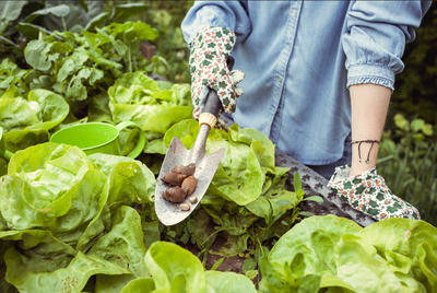 Schädlinge im Garten: so bekämpfst du Blattläuse & Co.